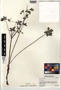 Geranium gracile image