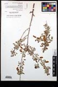 Senegalia greggii image
