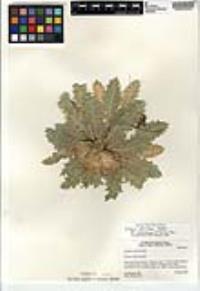 Cirsium scariosum var. americanum image