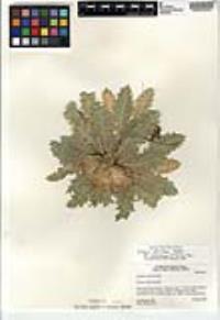 Cirsium scariosum image