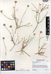 Bebbia juncea image