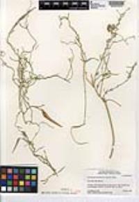 Funastrum hirtellum image