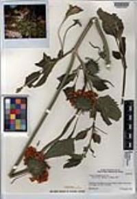 Leonotis nepetifolia image