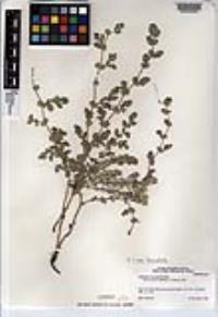 Euphorbia leucophylla image