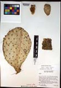 Opuntia caboensis image