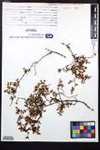 Larrea tridentata image