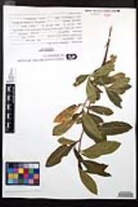 Dodonaea viscosa image