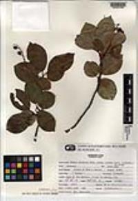 Prunus serotina subsp. virens image