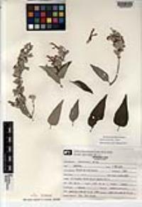 Salvia moranii image