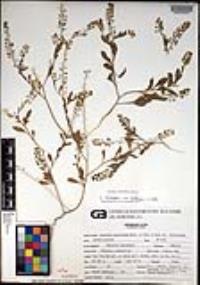 Lepidium lasiocarpum var. latifolium image