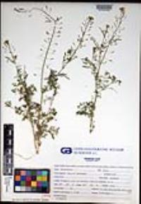 Descurainia pinnata subsp. glabra image