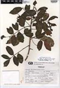 Rhus pachyrrhachis image