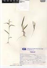 Hackelochloa granularis image