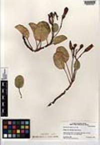 Ipomoea pes-caprae subsp. brasiliensis image