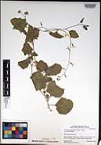 Lyrocarpa coulteri image