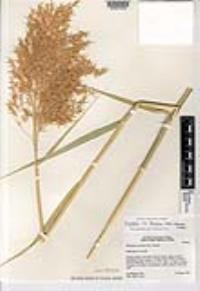 Phragmites australis image