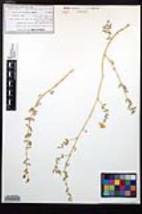Kallstroemia peninsularis image