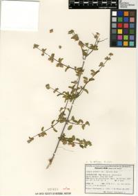 Lippia palmeri image