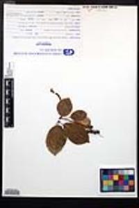 Prunus serotina subsp. virens image