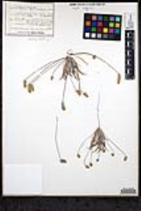 Plantago ovata image