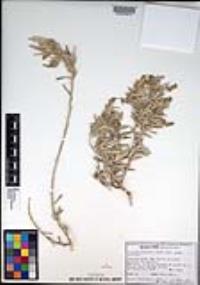 Atriplex canescens var. canescens image