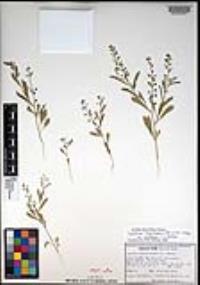 Lepidium lasiocarpum var. latifolium image