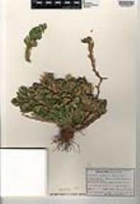 Selaginella lepidophylla image