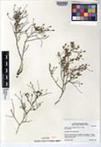 Stephanomeria pauciflora image