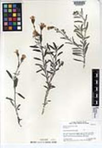 Palafoxia linearis image