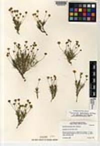 Thymophylla pentachaeta var. belenidium image