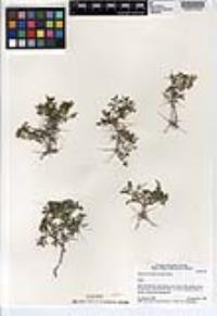 Ambrosia bryantii image