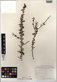 Parkinsonia florida image