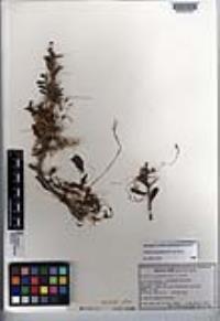 Cuscuta corymbosa var. grandiflora image