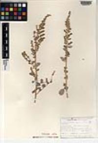Atriplex barclayana subsp. barclayana image