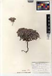 Drymaria holosteoides image