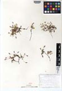 Pectis multiseta var. ambigua image