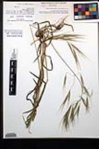 Bromus diandrus image