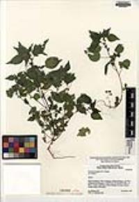 Parietaria hespera image