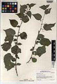 Ayenia jaliscana image