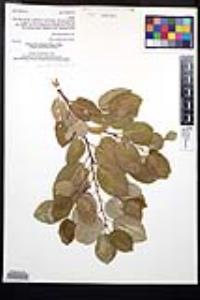 Prunus ilicifolia subsp. lyonii image