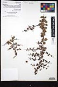 Colubrina californica image