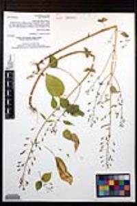 Lopezia clavata image