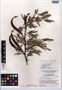 Vachellia farnesiana image