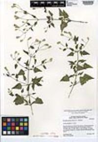 Brickellia glabrata image