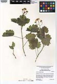 Amauria rotundifolia image