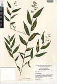 Lasiacis ruscifolia image