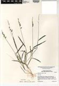 Echinochloa colona image