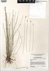 Eleocharis parishii image
