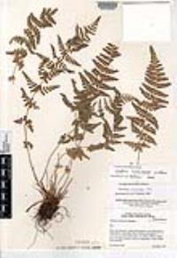 Woodsia cochisensis image