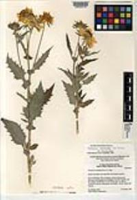 Verbesina encelioides subsp. encelioides image